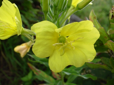 霧ヶ峰高原の花.jpg