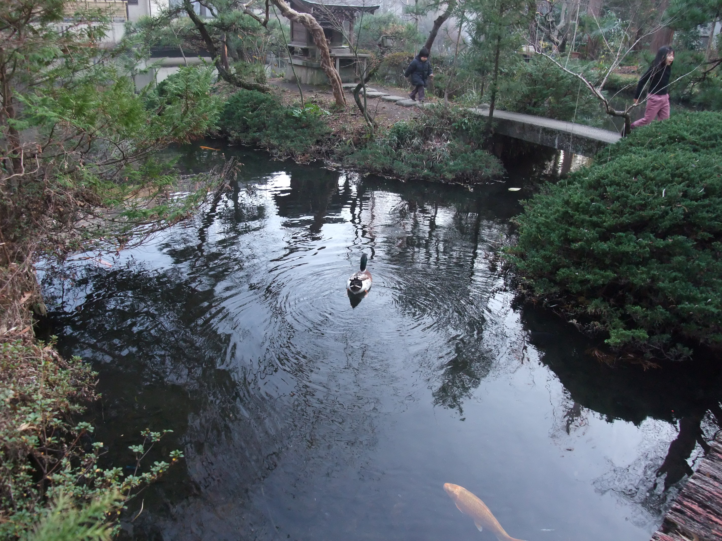 2008_1224jindaiji0218.JPG