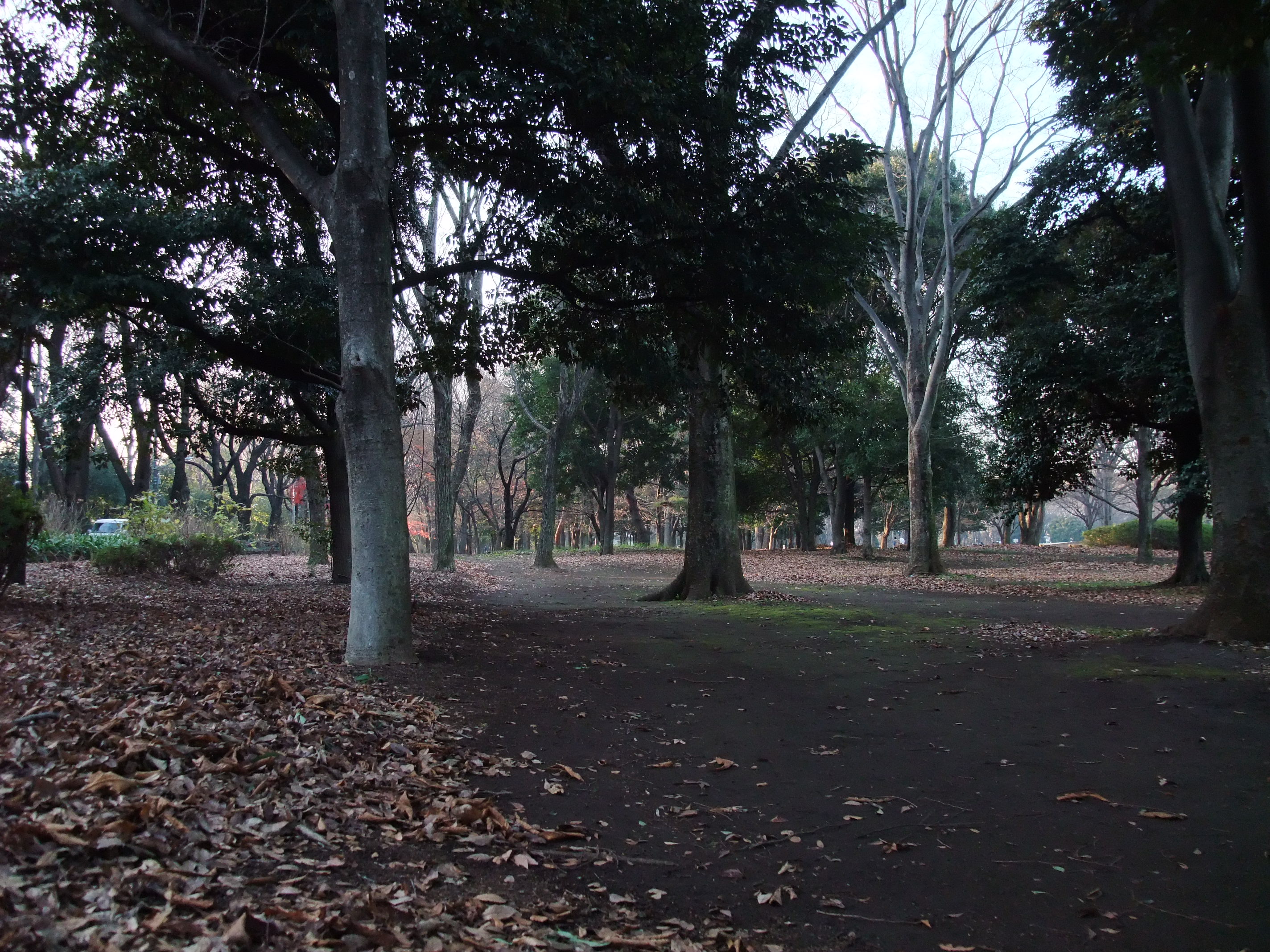 2008_1224jindaiji0225.JPG