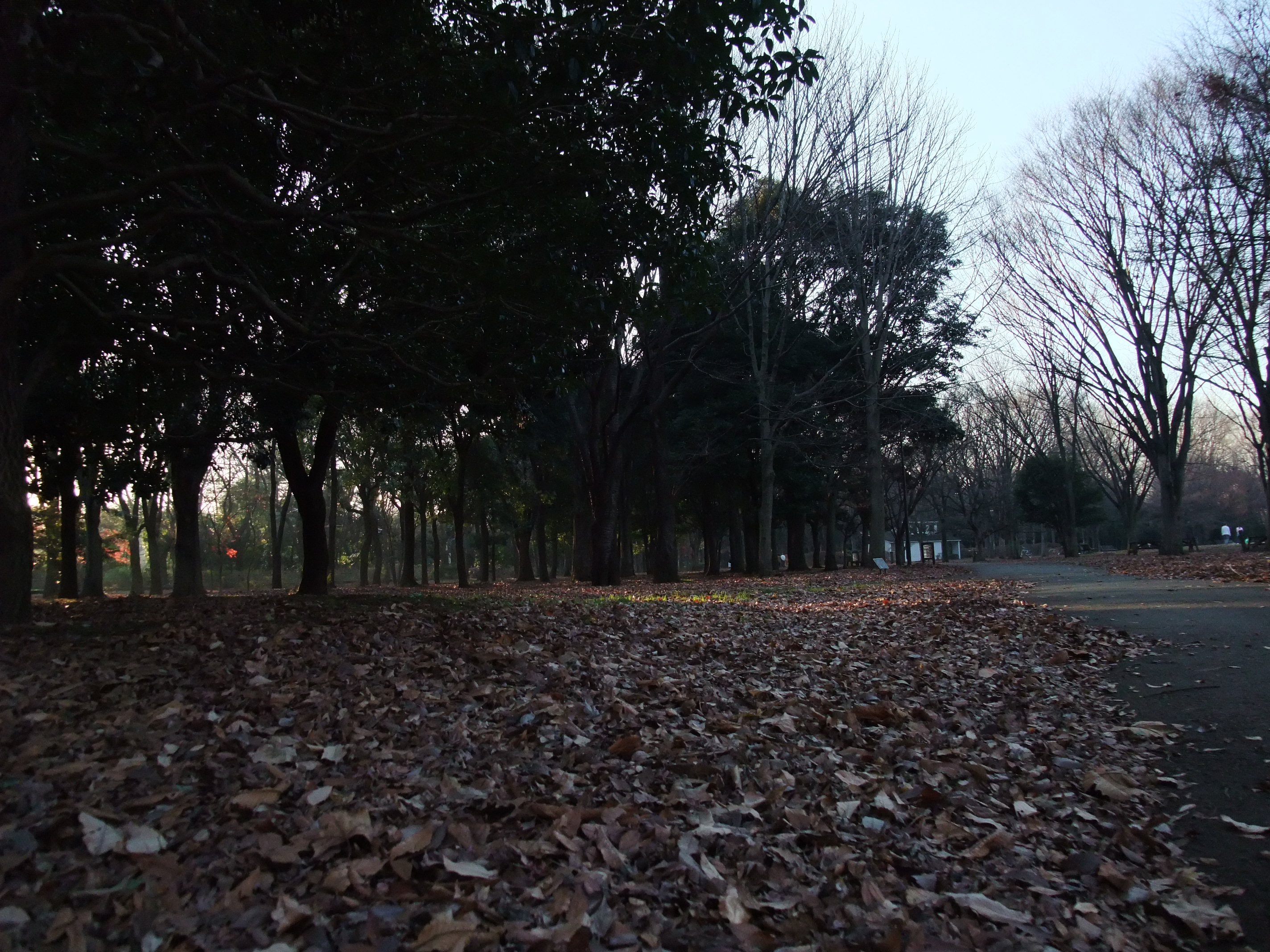 2008_1224jindaiji0226.JPG