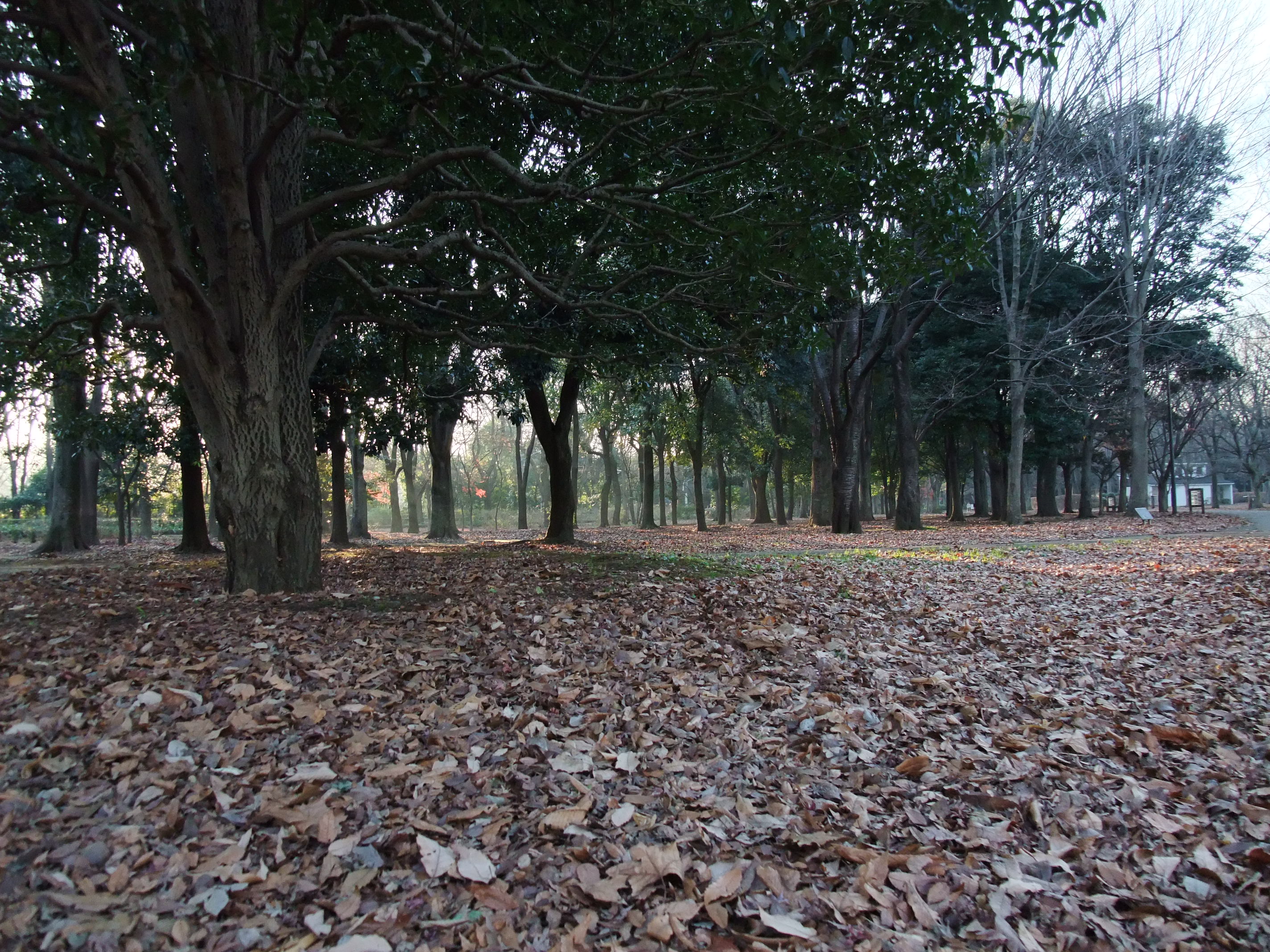 2008_1224jindaiji0227.JPG