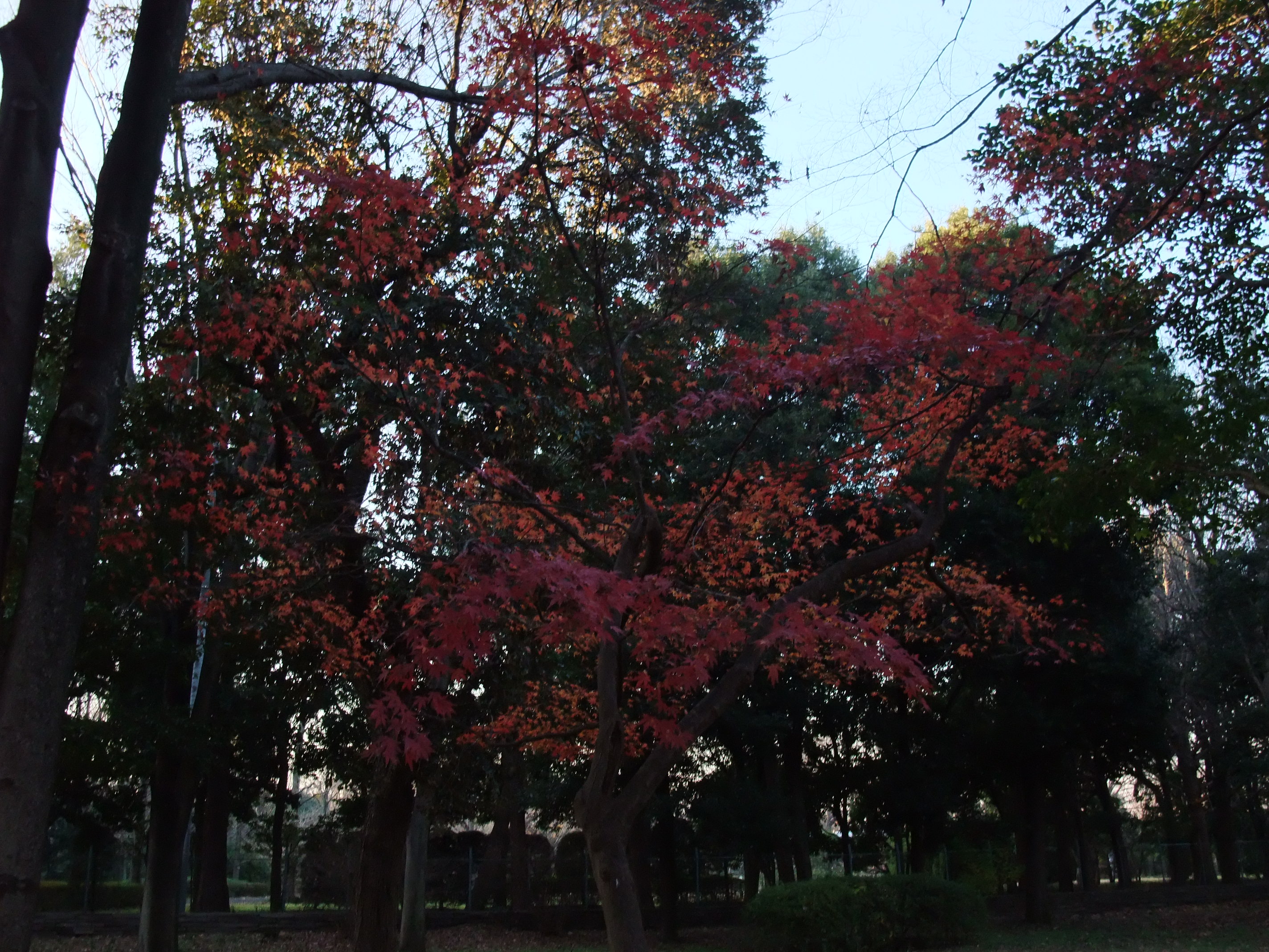 2008_1224jindaiji0238.JPG