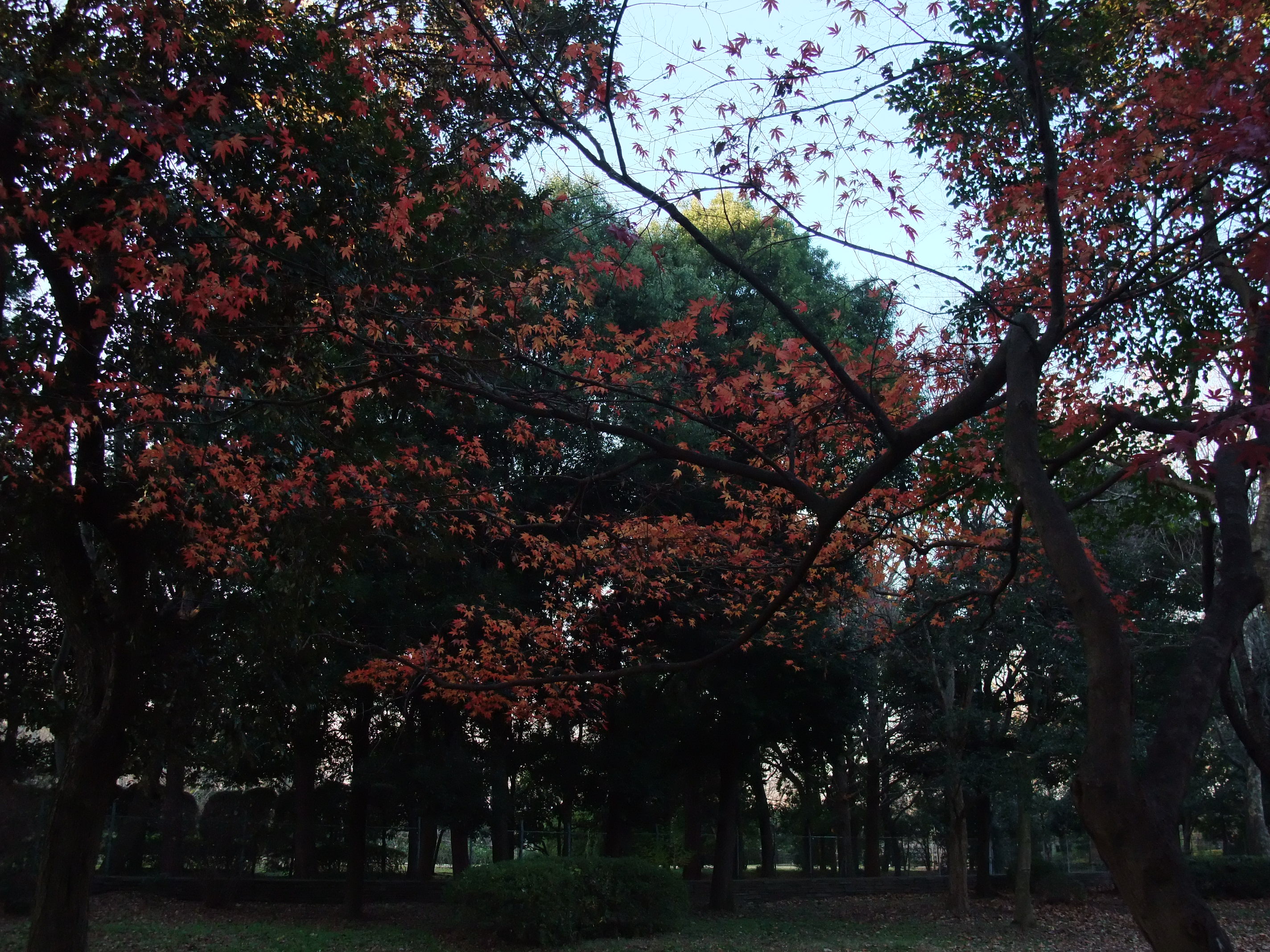 2008_1224jindaiji0241.JPG