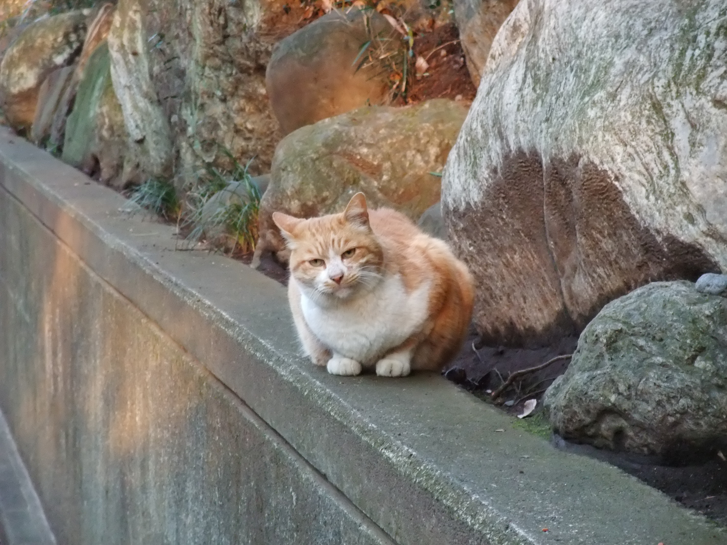 2008_1224jindaiji0256.JPG