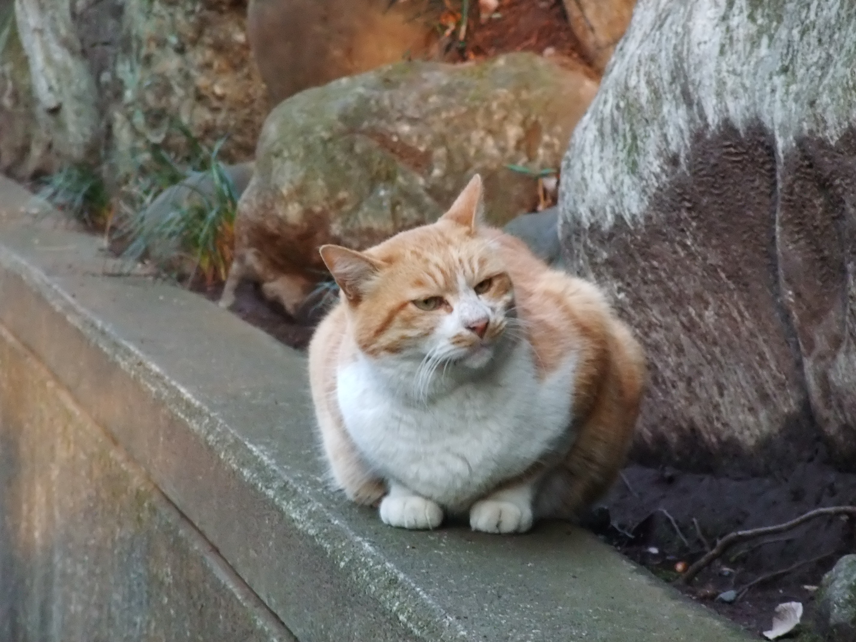 2008_1224jindaiji0258.JPG