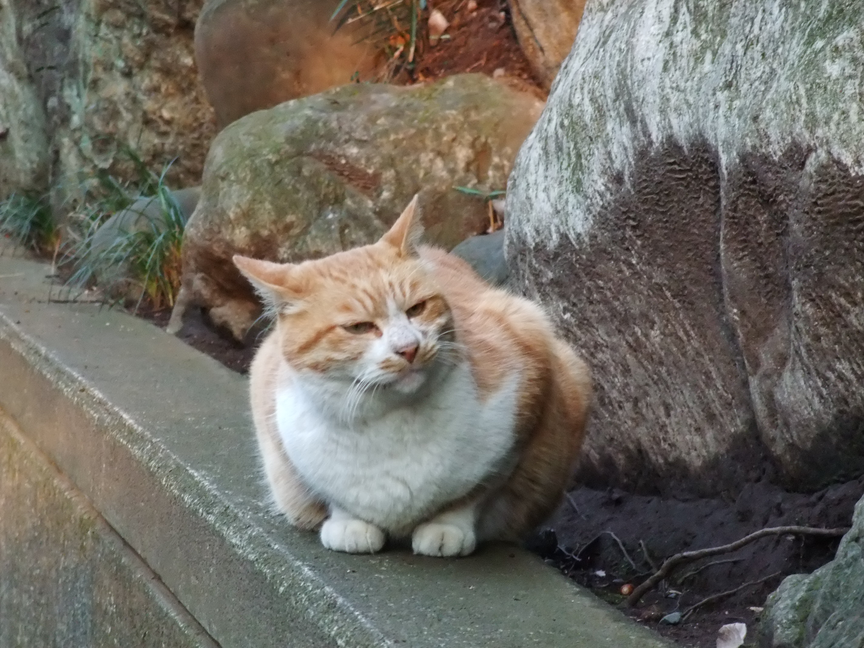 2008_1224jindaiji0259.JPG