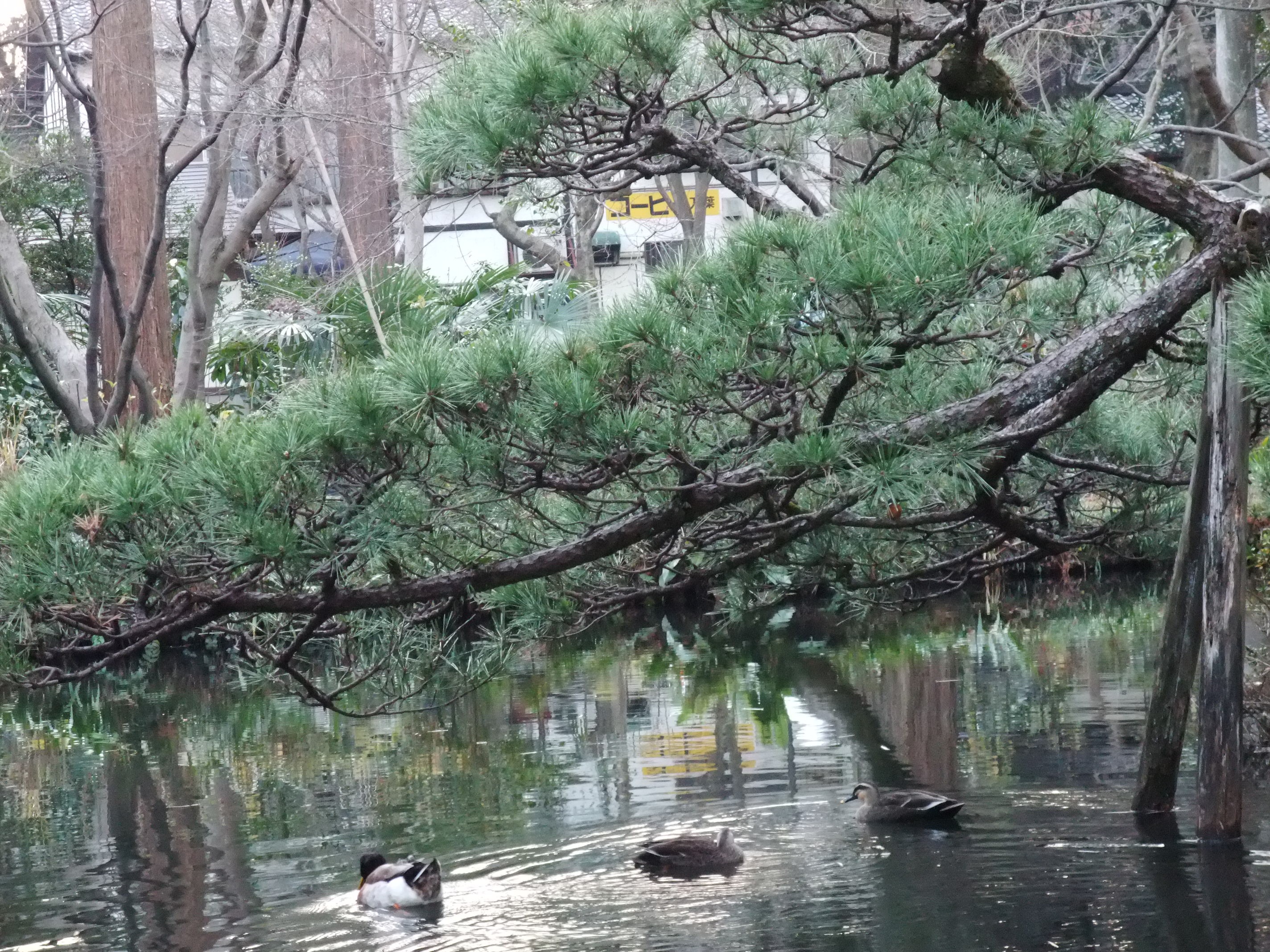 2008_1224jindaiji0267.JPG