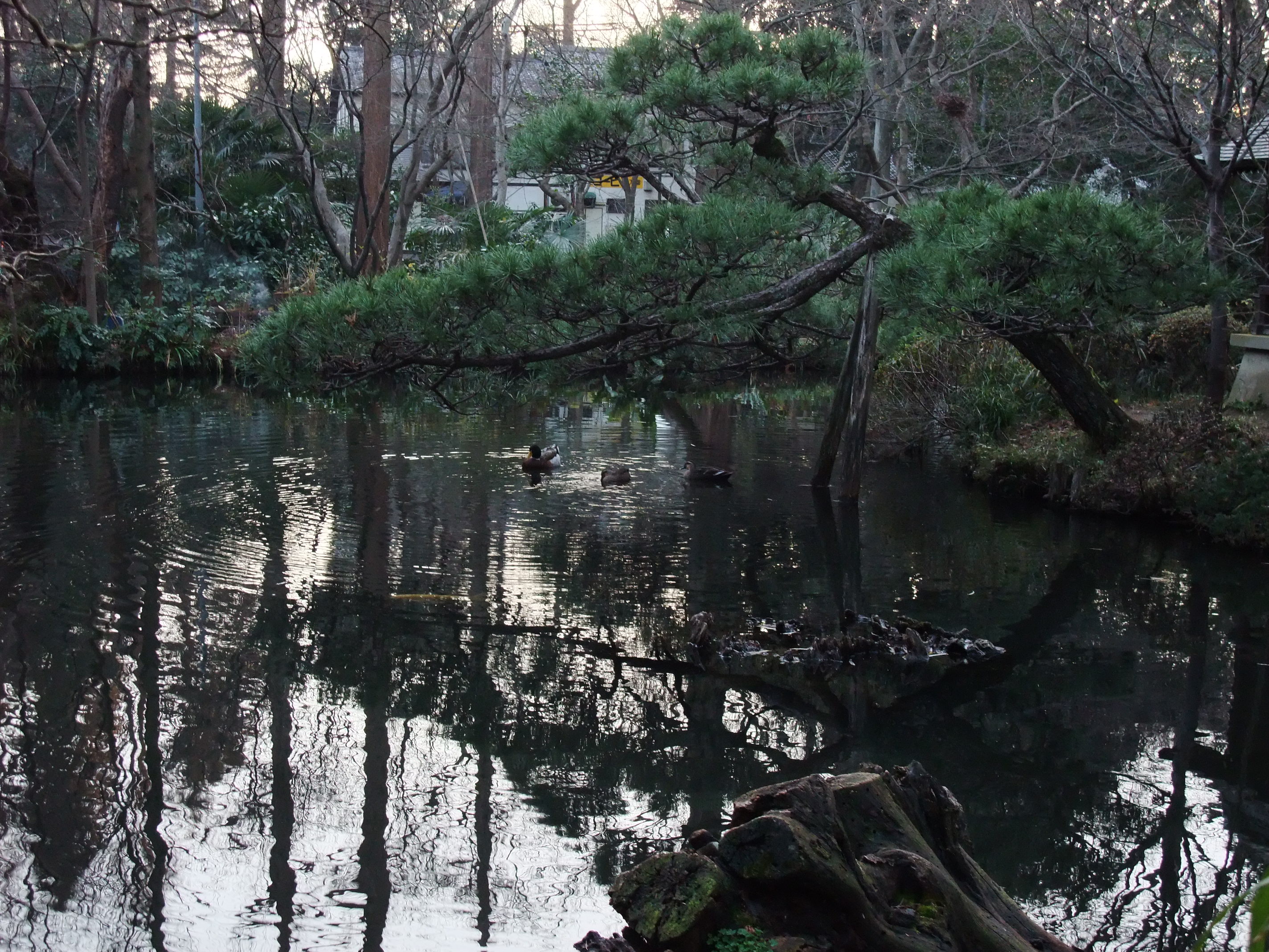 2008_1224jindaiji0268.JPG