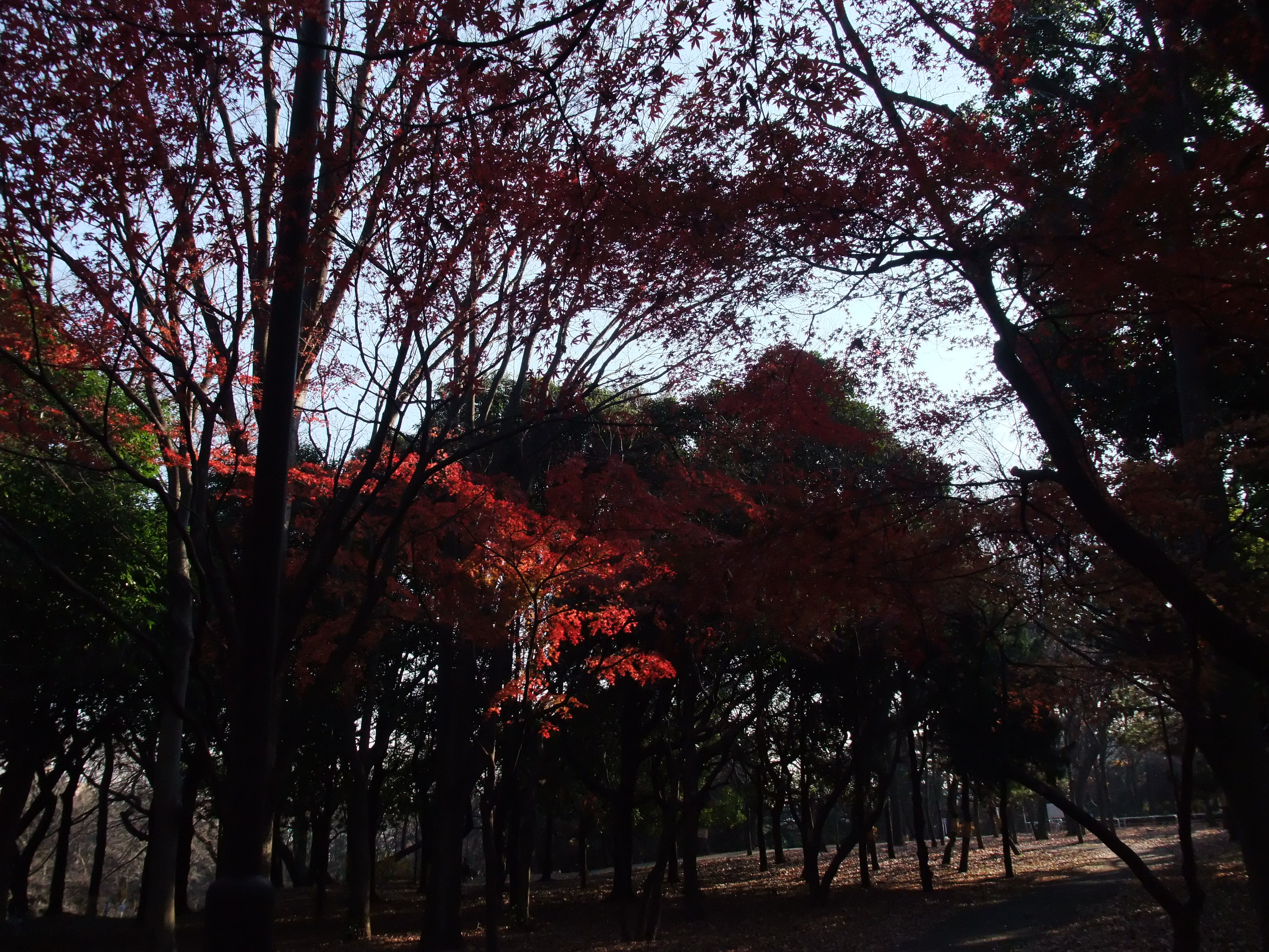2008_1229FinePix_F100fd0049.JPG